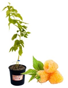 Lampone giallo (vaso grande )