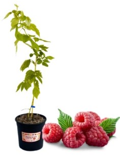 Lampone rosso senza spine (Vaso grande)