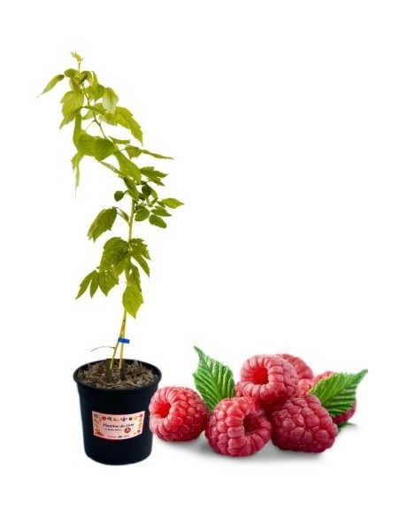 Lampone rosso senza spine (Vaso grande)