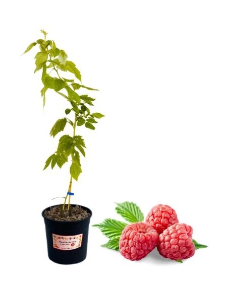 Lampone rosso precoce (vaso grande)