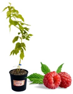 Lampone rosso rifiorente (vaso grande )