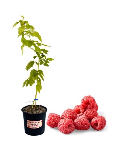 Lampone rosso tardivo (vaso grande )