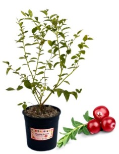 Mirtillo rosso americano (vaso grande)