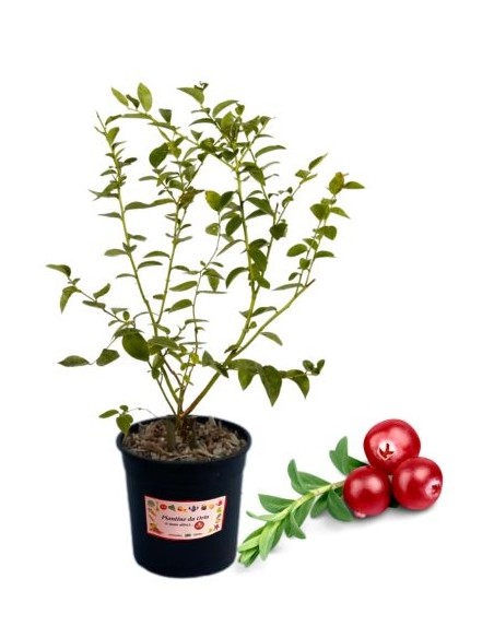 Mirtillo rosso americano (vaso grande)