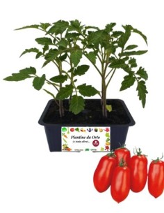 Pomodoro Nano da Salsa pack da 4 Piantine