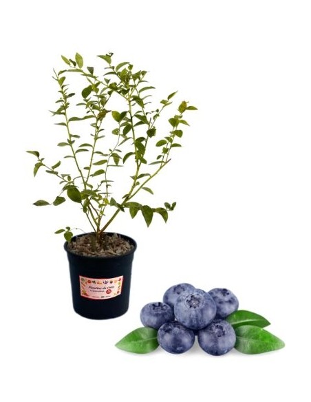Mirtillo gigante medio precoce (vaso grande)