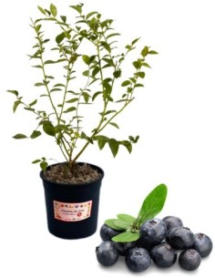 Mirtillo gigante TARDIVO  (vaso grande )