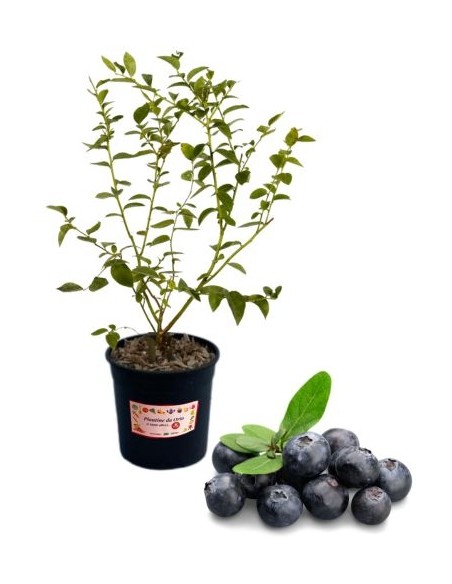 Mirtillo gigante TARDIVO  (vaso grande )