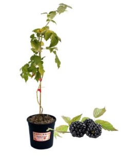 Mora dei Giardini-Evergreen (vaso grande)