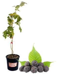 Mora precoce senza spine (vaso grande)