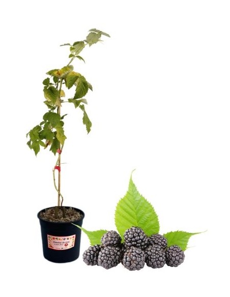 Mora precoce senza spine (vaso grande)