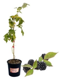 Mora tardiva senza spine (vaso grande)