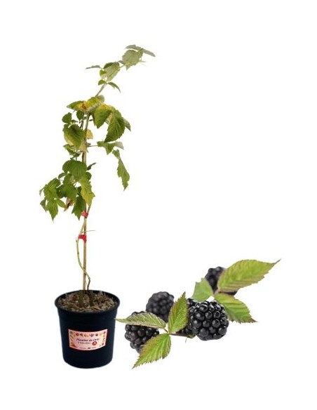 Mora tardiva senza spine (vaso grande)