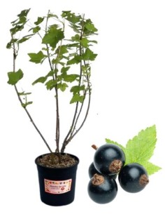 Ribes nero (vaso grande)