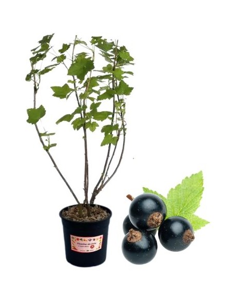 Ribes nero (vaso grande)
