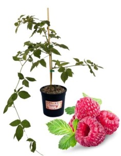 Lampone Tayberry (vaso grande)