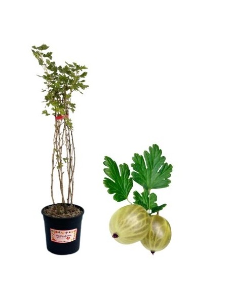 Uva spina bianca (vaso grande)