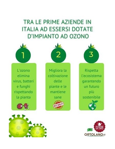 Caco tipo Ragno