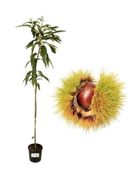 CASTAGNO bouche de betizac