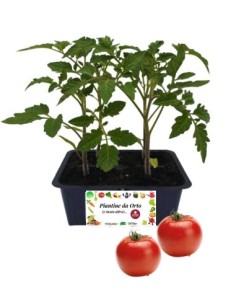 Pomodoro tondo pack da 4 piante