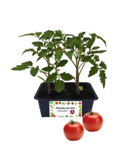 Pomodoro tondo pack da 4 piante