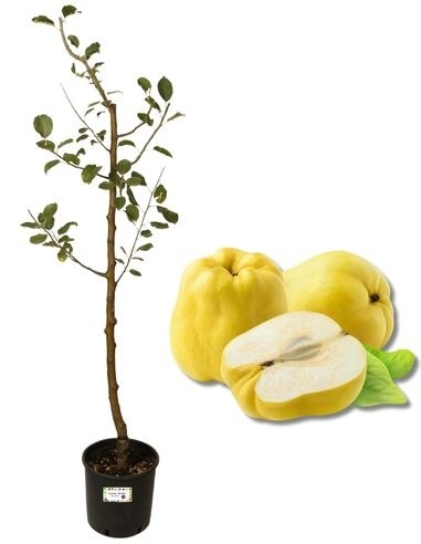 Cotogno Melo