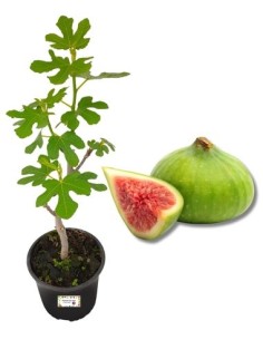 Fico Brogiotto bianco