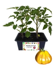 POMODORO CUORE DI BUE GIALLO pack da 4 piante