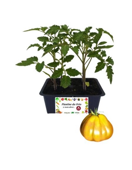 POMODORO CUORE DI BUE GIALLO pack da 4 piante