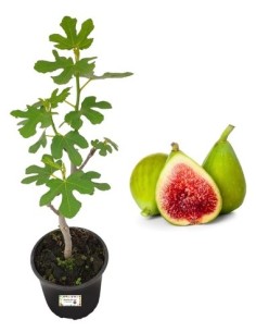 Fico Dottato (Bianco)