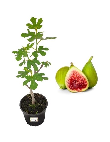 Fico Dottato (Bianco)