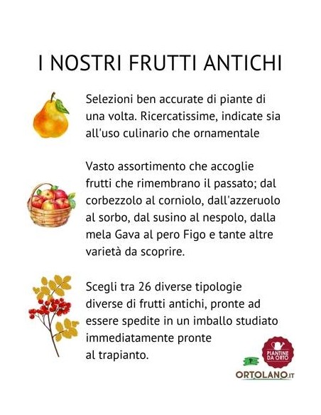 Kiwi maschio