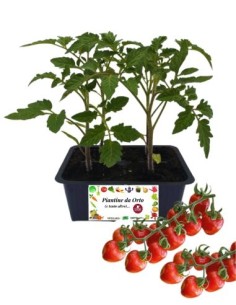 Pomodoro principe borghese pack da 4 piante