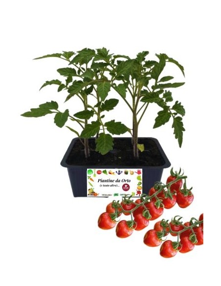 Pomodoro principe borghese pack da 4 piante