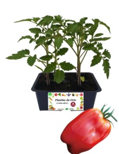 Pomodoro scatolone pack da 4 piante