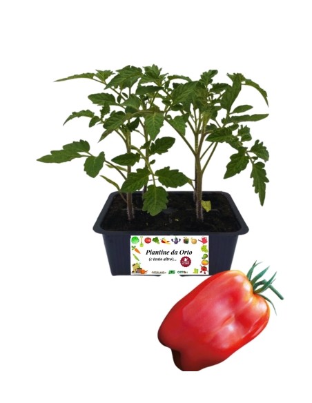 Pomodoro scatolone pack da 4 piante