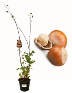 Nocciolo gentile delle Langhe