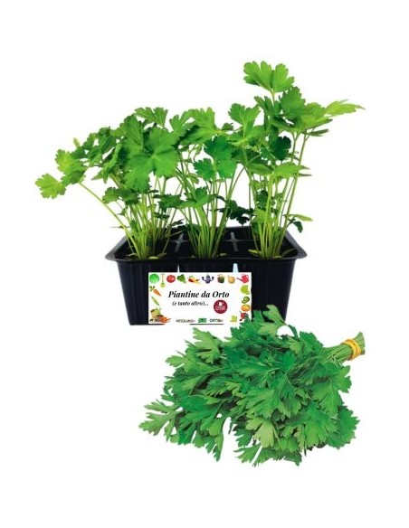 Prezzemolo pack da 6 piante