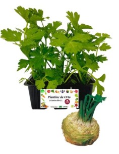 Sedano rapa pack da 6 piante