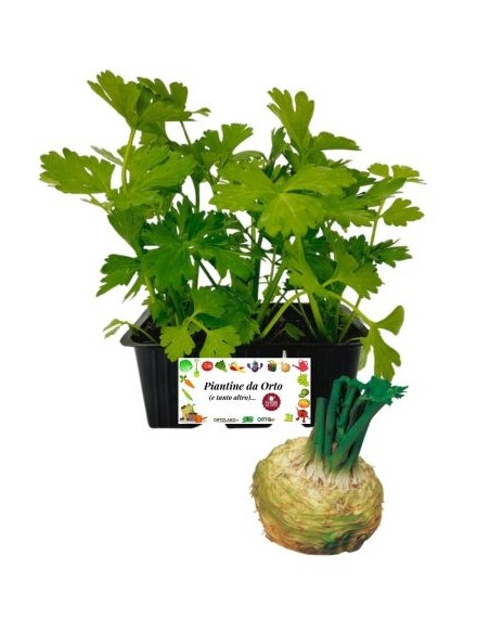 Sedano rapa pack da 6 piante