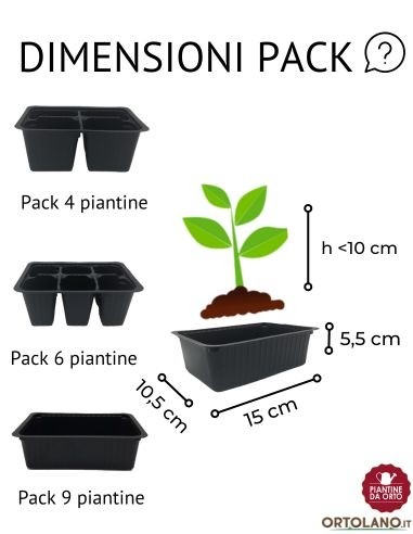 Sedano rapa pack da 6 piante