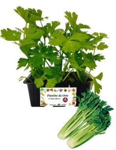 Sedano verde pack da 6