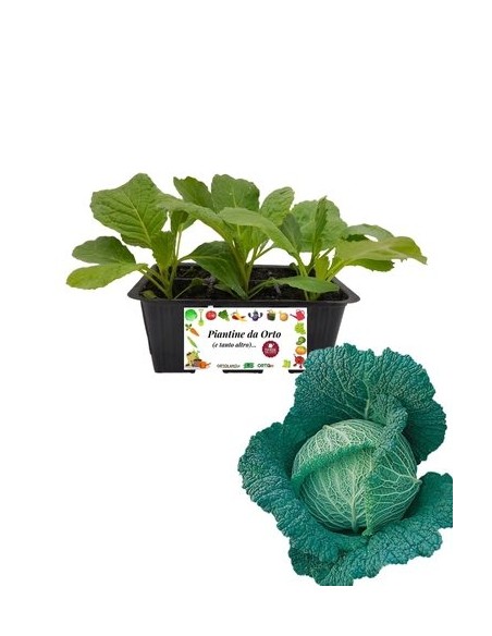 Cavolo verza Savoy King pack da 6 piante