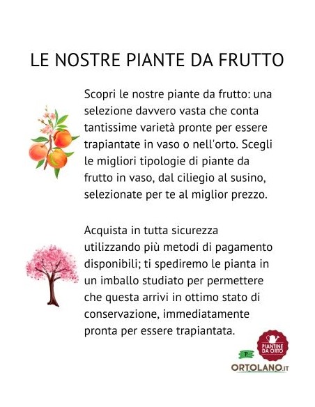 Olivo Leccino