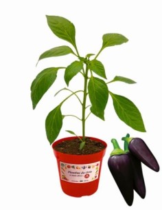 Peperoncino Condor vaso diametro 14