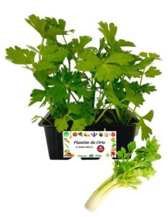 Sedano dorato pack da 6 piante