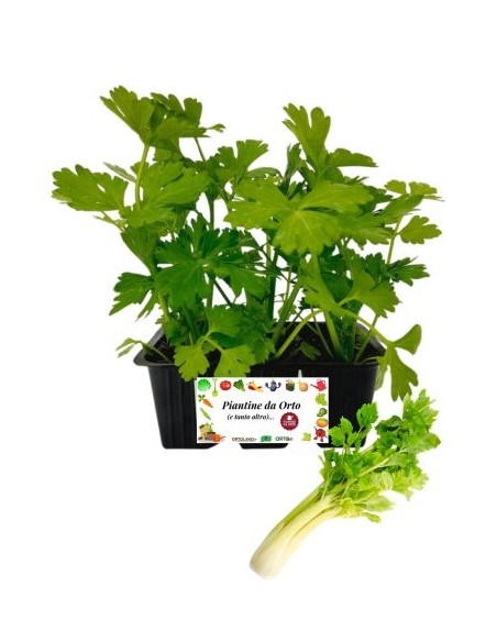 Sedano dorato pack da 6 piante