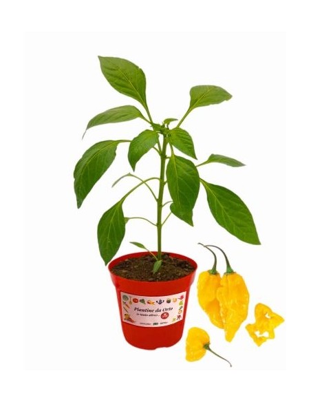 Peperoncino Fatalii vaso diametro 14