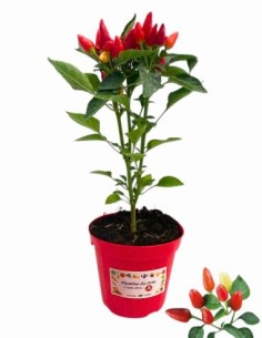 Peperoncino Fuoco della prateria vaso diametro 14