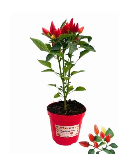 Peperoncino Fuoco della prateria vaso diametro 14